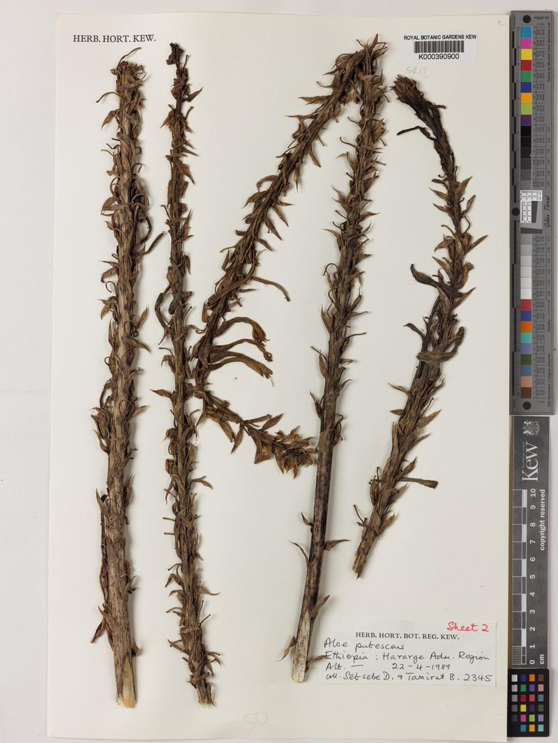 Aloe pubescens photo 3