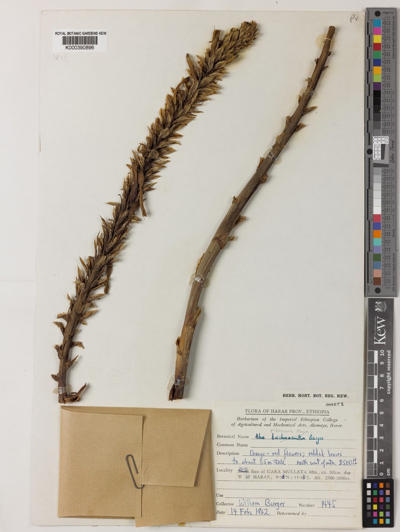 Aloe pubescens photo 5