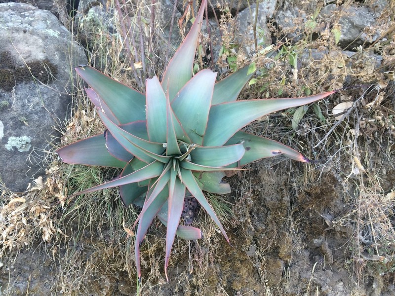 Aloe pulcherrima photo 2