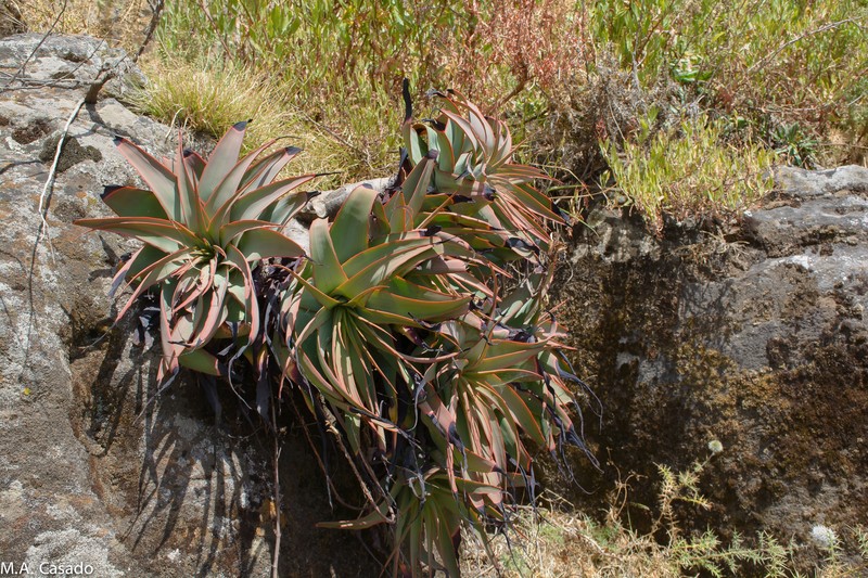 Aloe pulcherrima photo 3