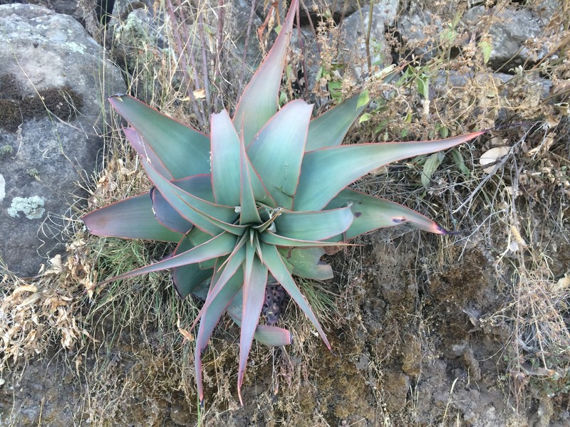 Aloe pulcherrima photo 4