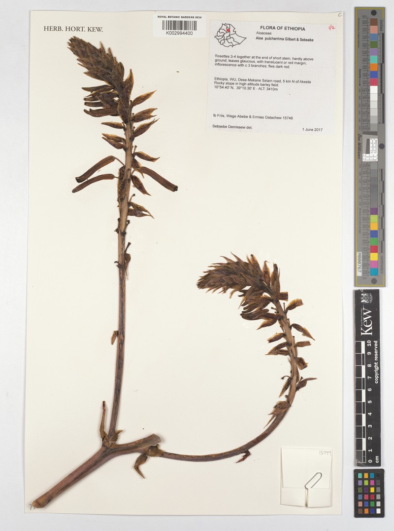 Aloe pulcherrima photo 5