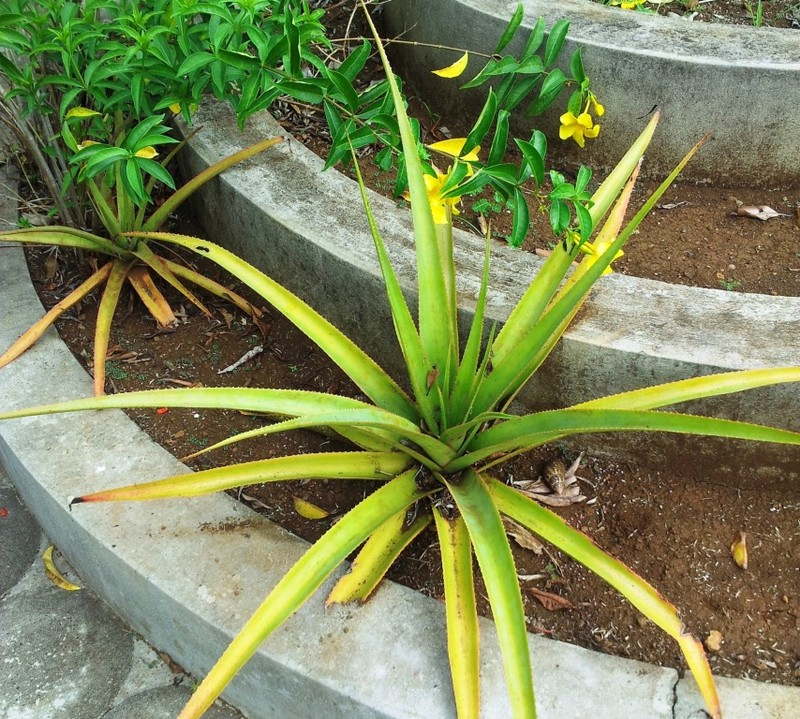 Aloe purpurea photo 2