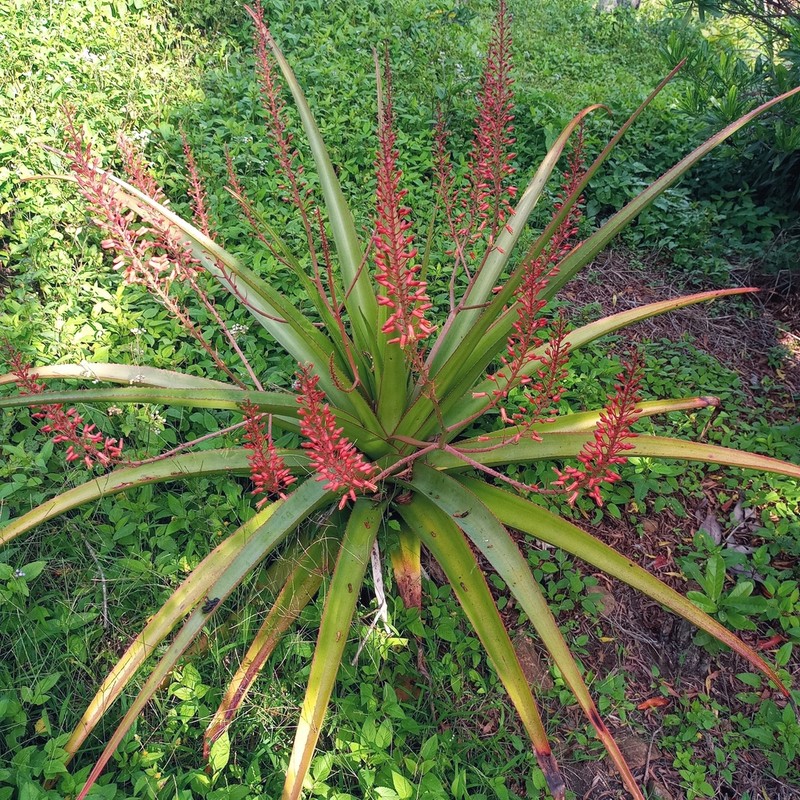 Aloe purpurea photo 3