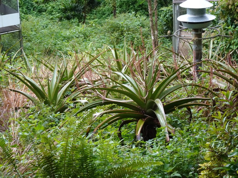 Aloe purpurea photo 4