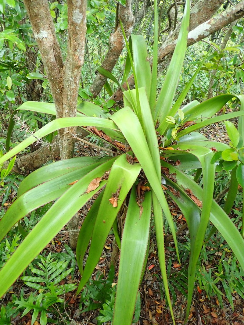 Aloe purpurea photo 5