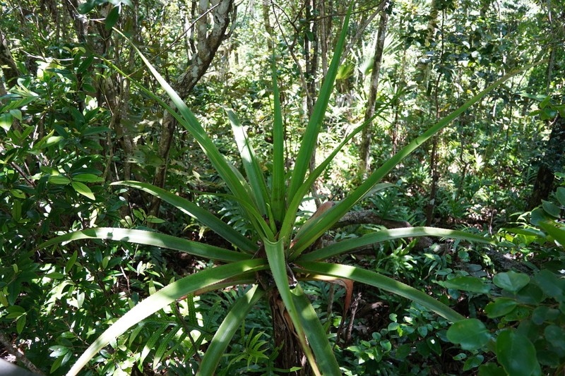 Aloe purpurea photo 6