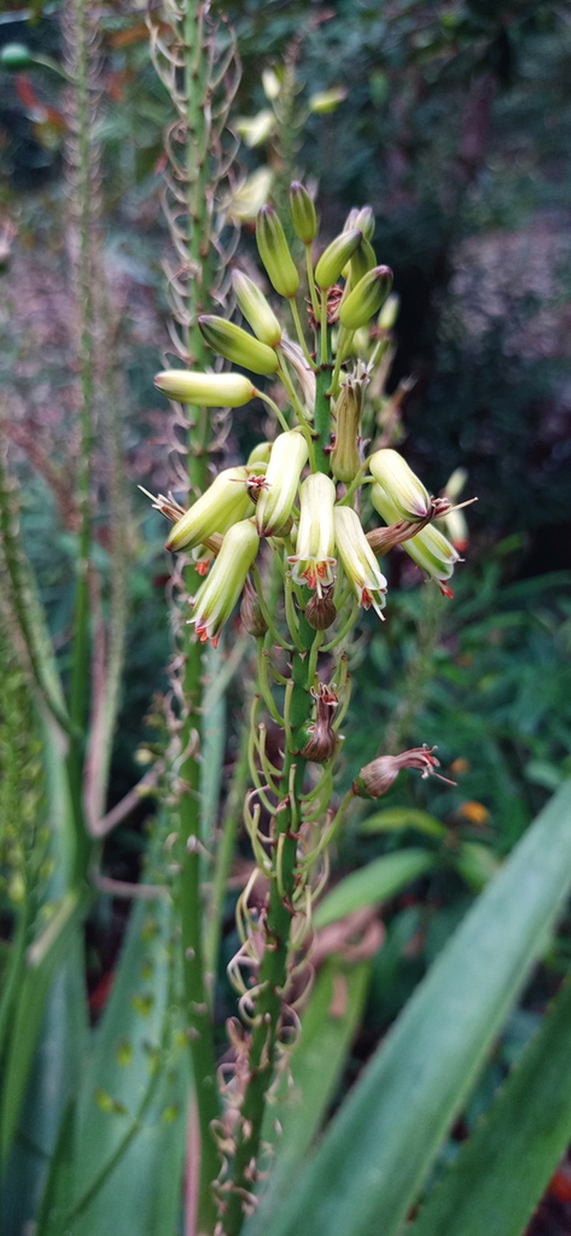 Aloe purpurea photo 7