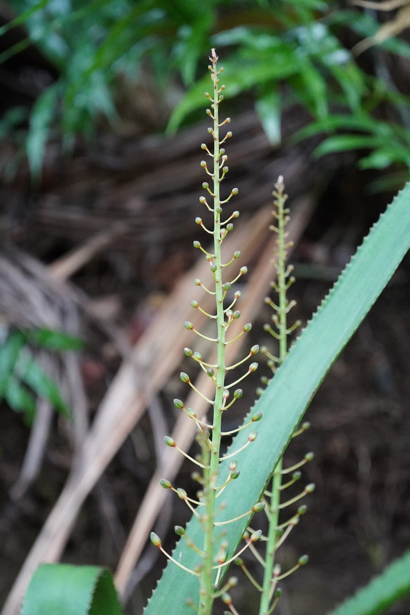 Aloe purpurea photo 8