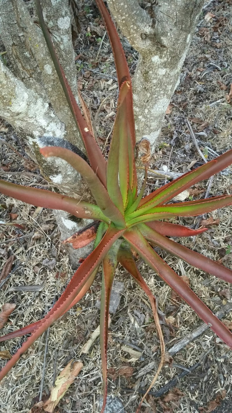 Aloe rapanarivoi photo 2