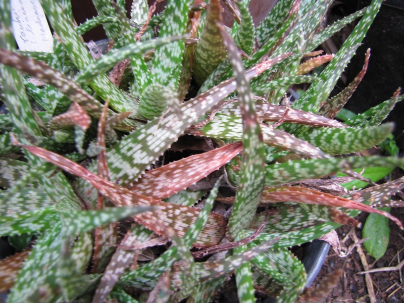 Aloe rauhii photo 2