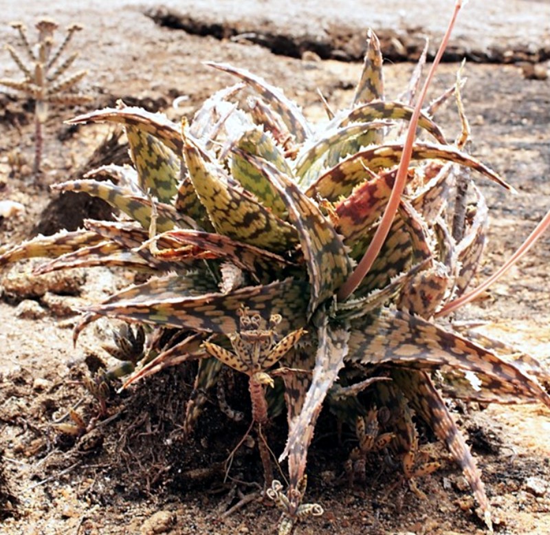 Aloe rauhii photo 3