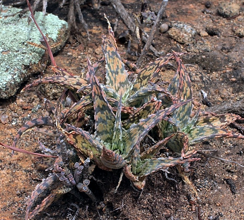 Aloe rauhii photo 4