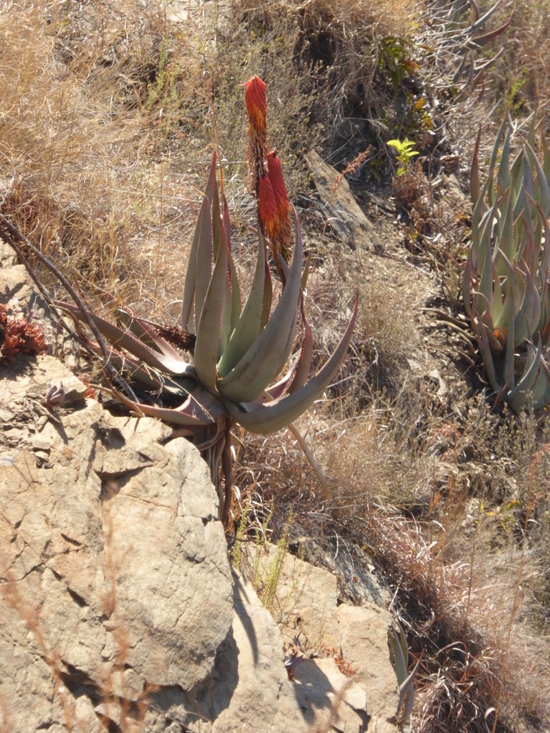 Aloe reitzii photo 2