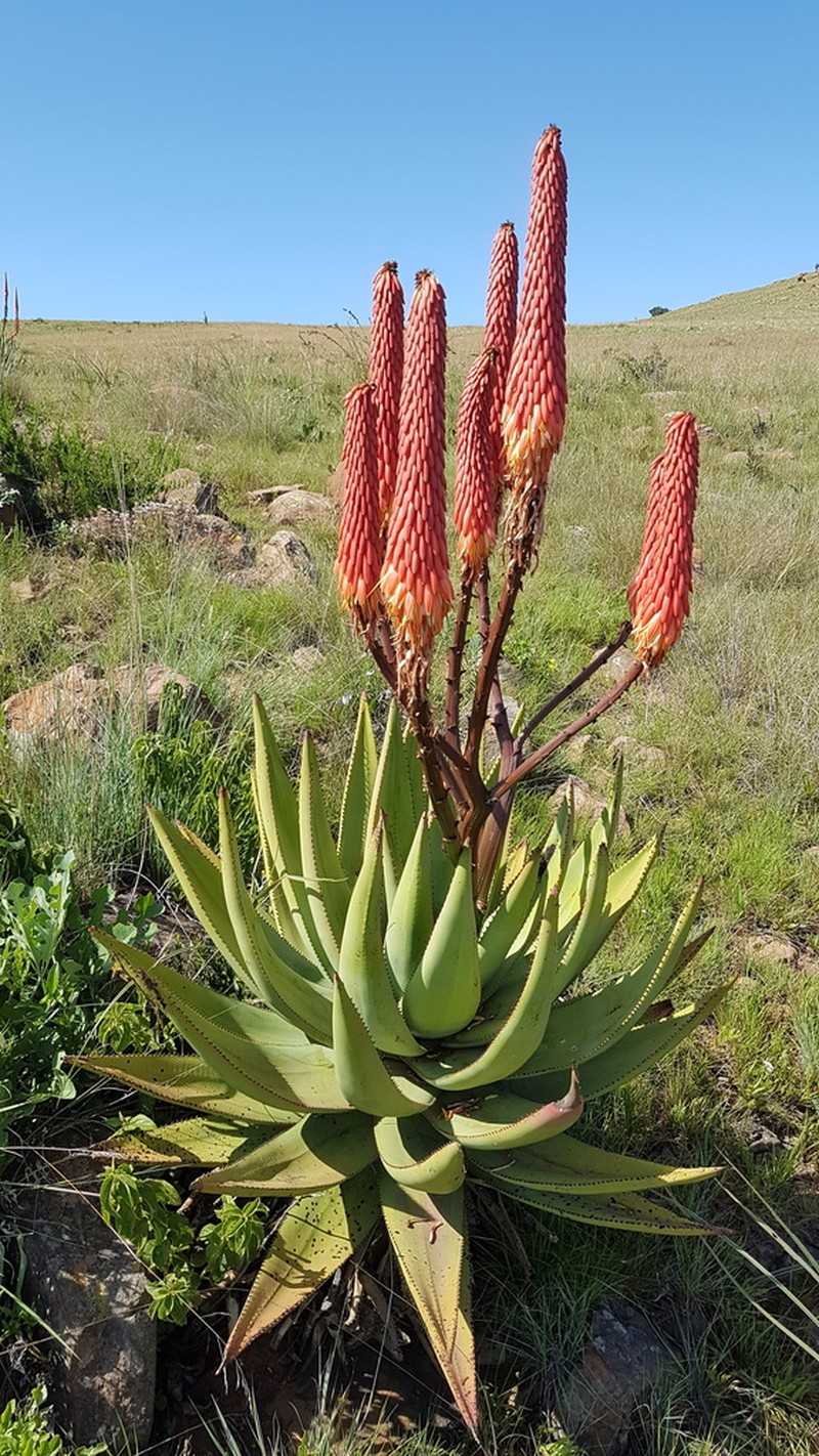 Aloe reitzii photo 3