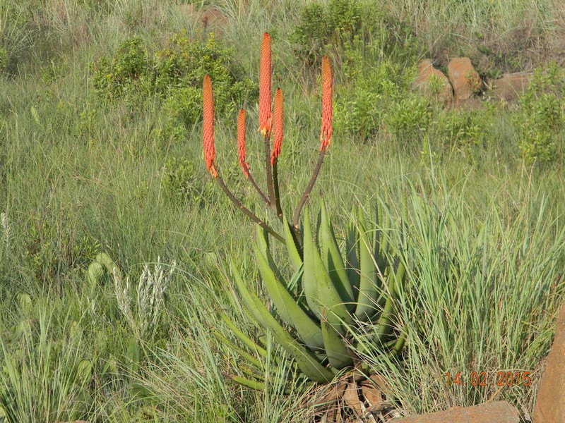 Aloe reitzii photo 4