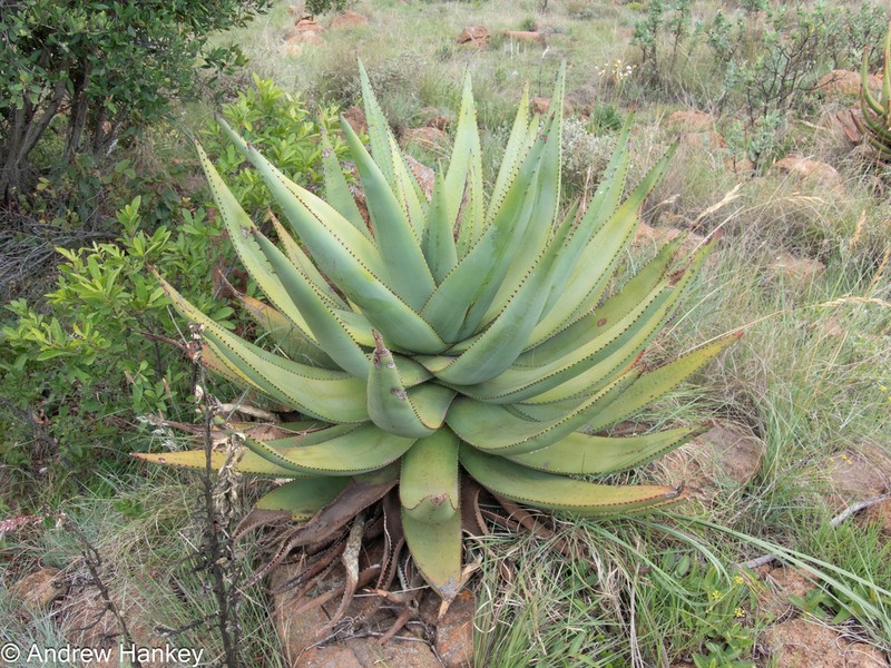 Aloe reitzii photo 5