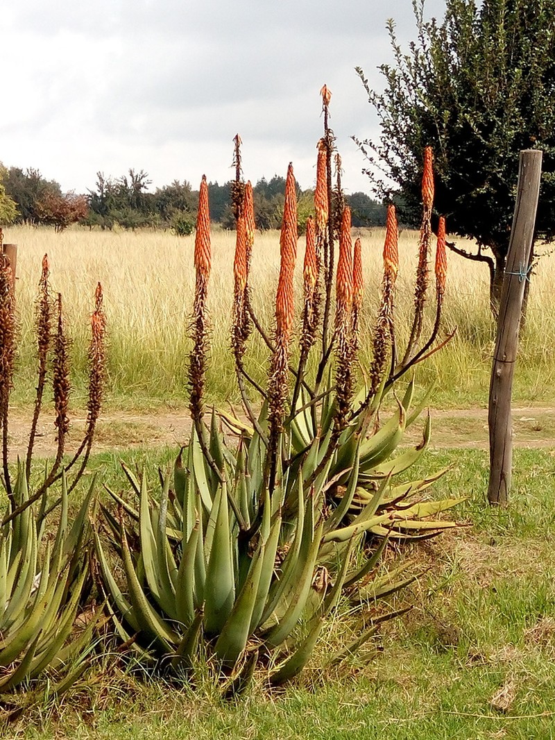 Aloe reitzii photo 6