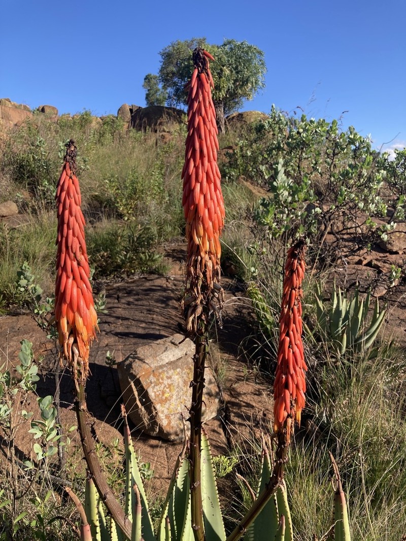 Aloe reitzii photo 7