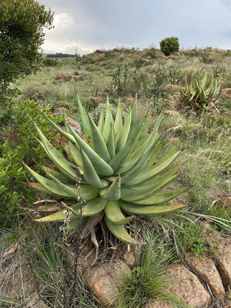 Aloe reitzii photo 8