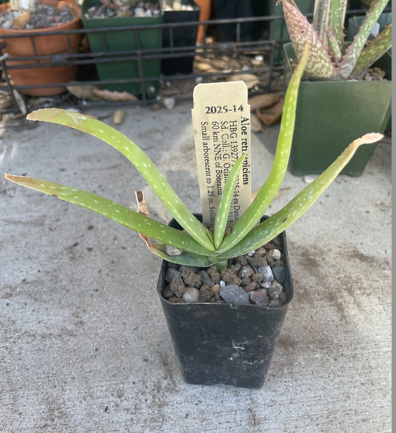 Aloe retrospiciens