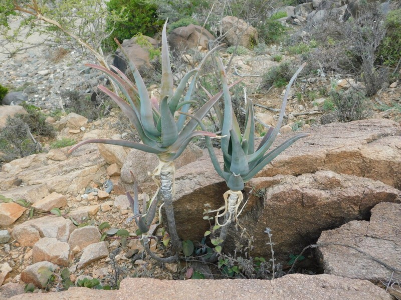 Aloe retrospiciens photo 2