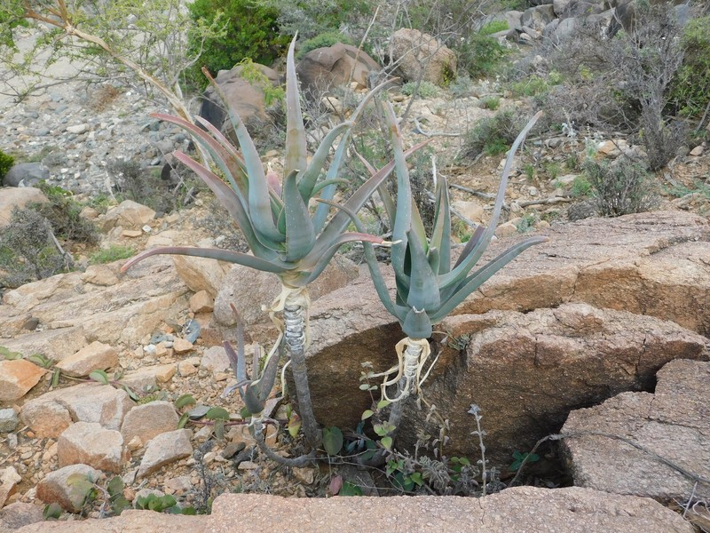 Aloe retrospiciens photo 3