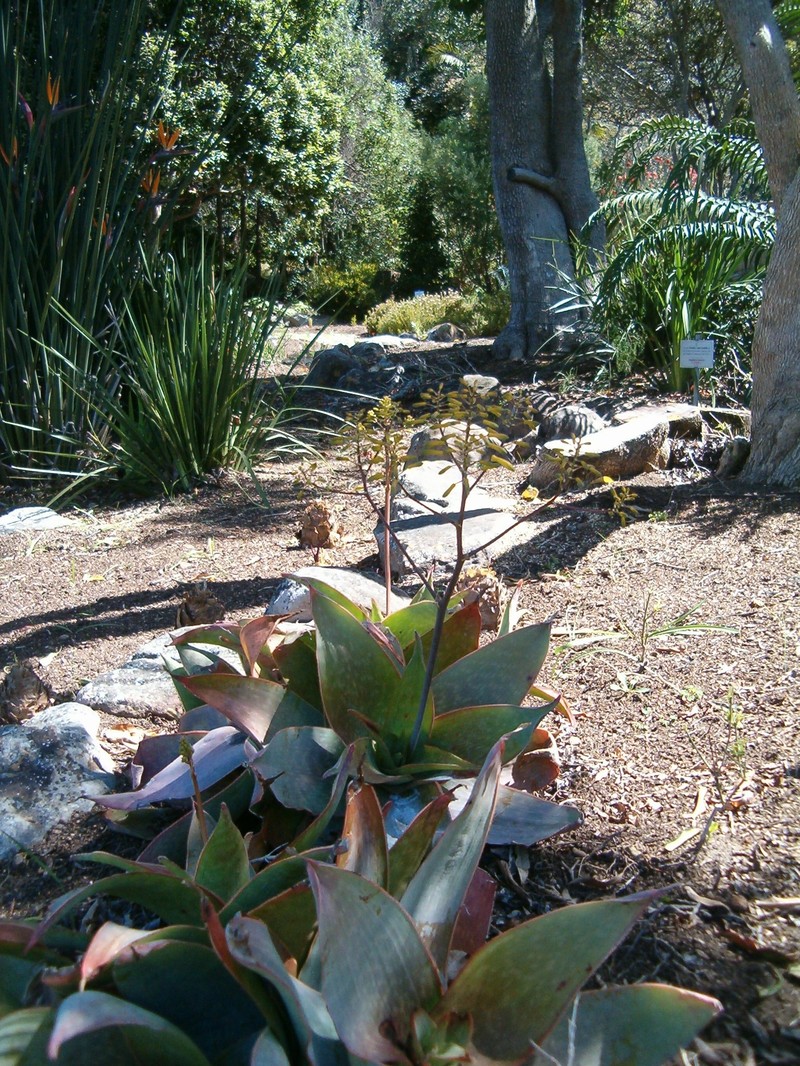 Aloe reynoldsii