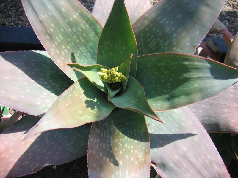 Aloe reynoldsii photo 2