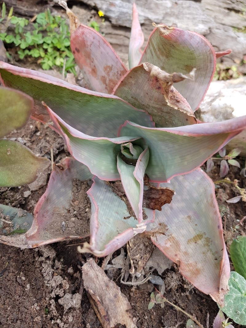 Aloe reynoldsii photo 3
