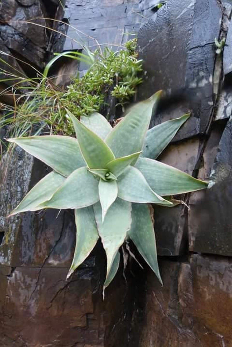 Aloe reynoldsii photo 5