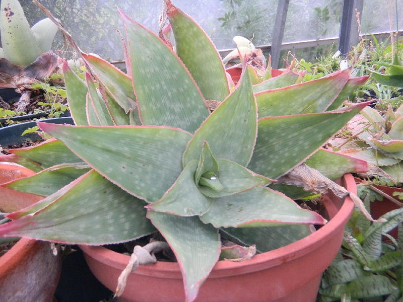 Aloe reynoldsii photo 6