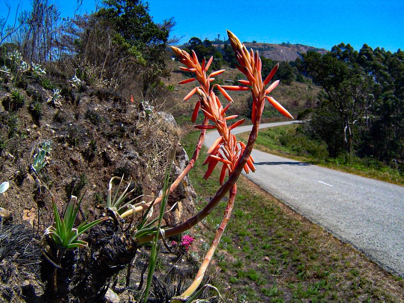 Aloe rhodesiana