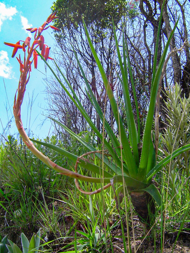 Aloe rhodesiana photo 2