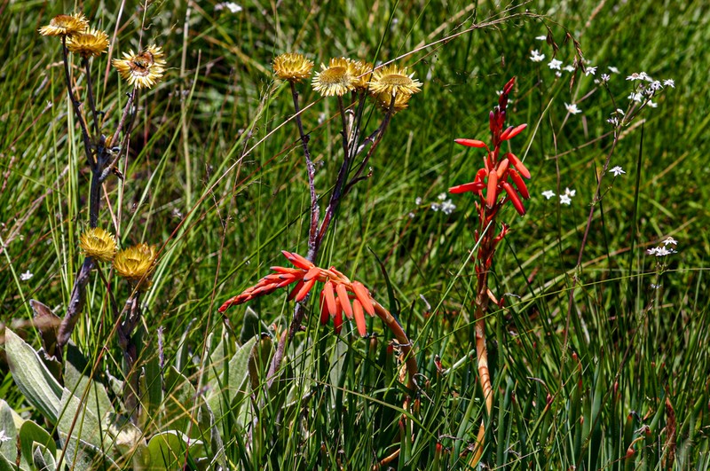 Aloe rhodesiana photo 3