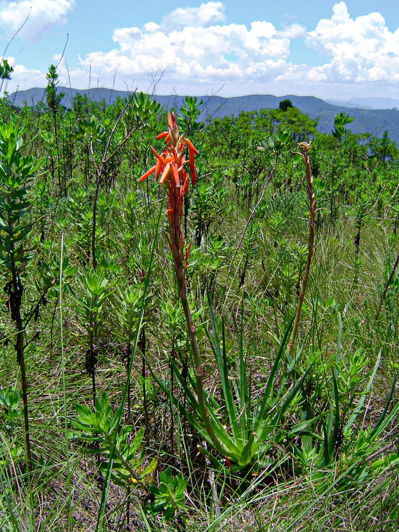 Aloe rhodesiana photo 5