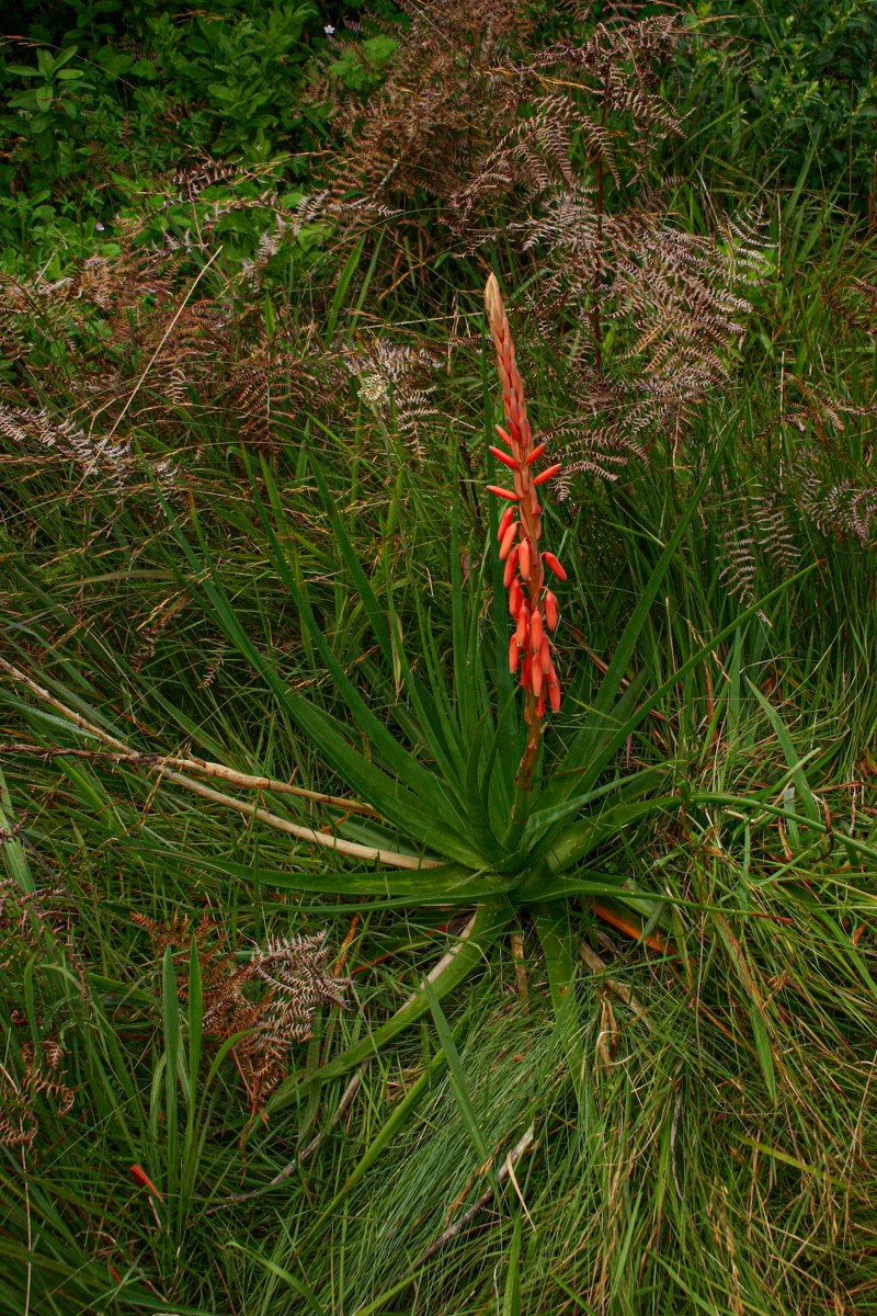 Aloe rhodesiana photo 6