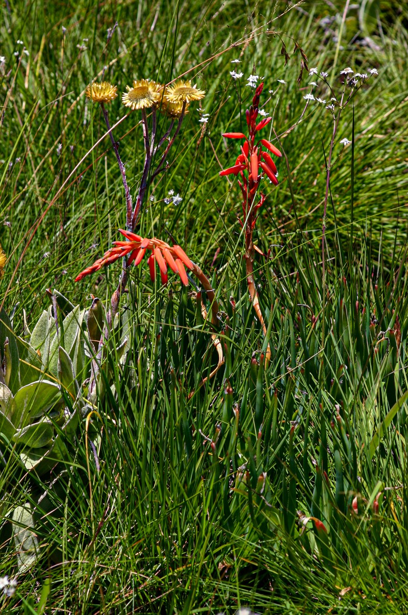 Aloe rhodesiana photo 7
