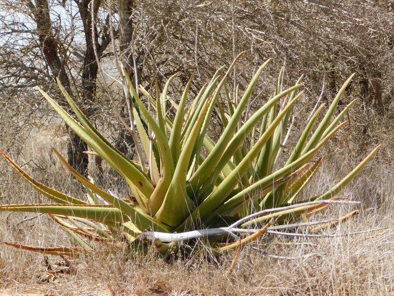 Aloe rigens