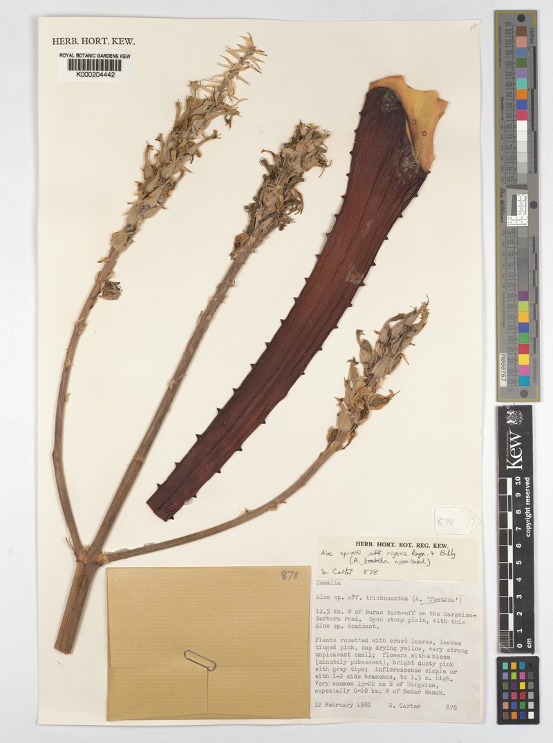 Aloe rigens photo 4