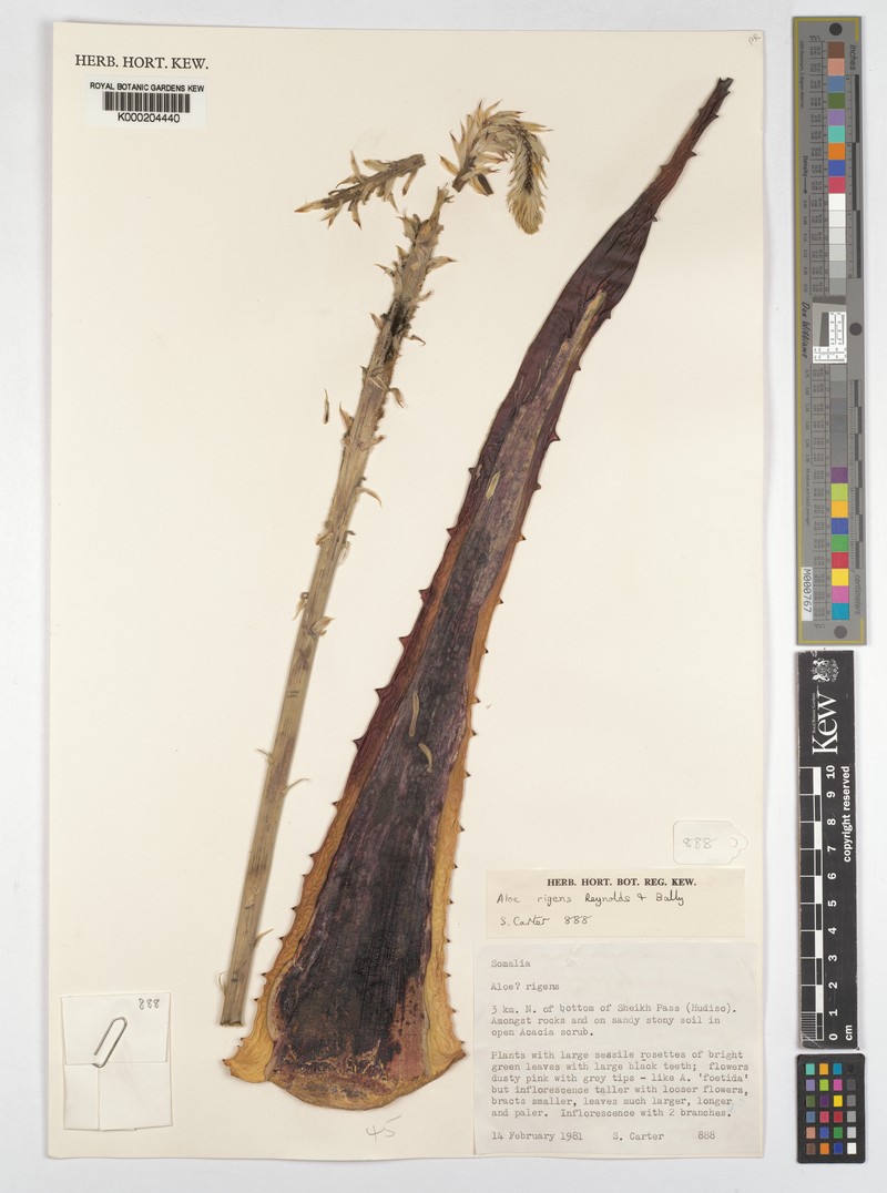 Aloe rigens photo 5