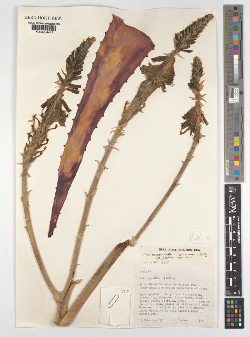Aloe rigens photo 6