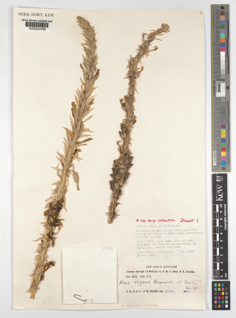 Aloe rigens photo 8