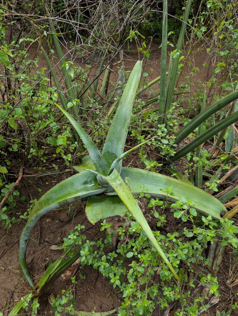 Aloe rivae photo 2