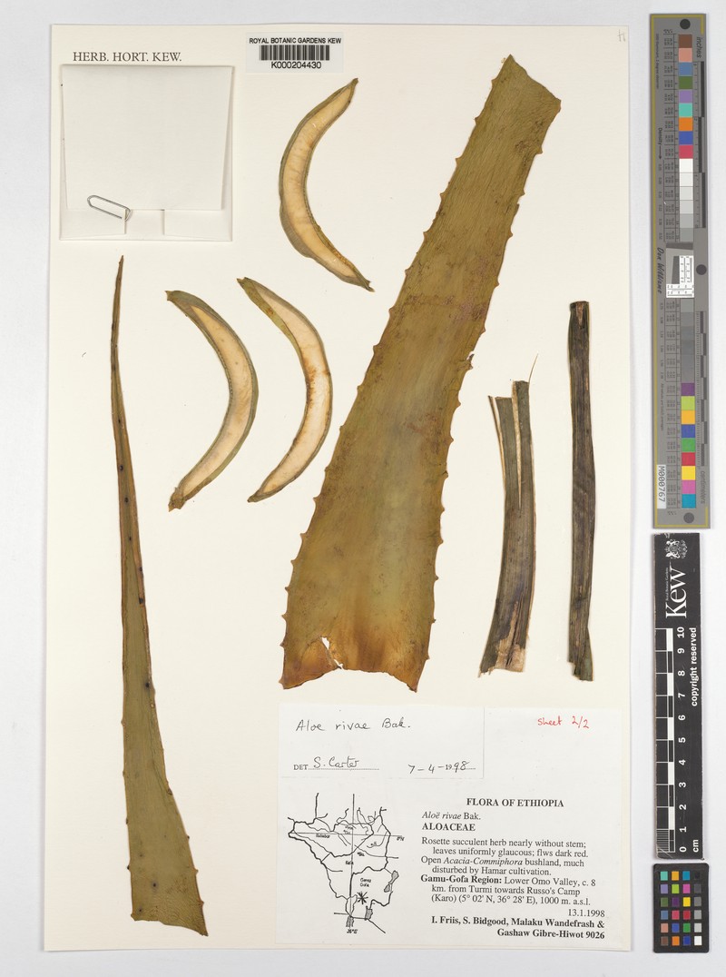 Aloe rivae photo 3