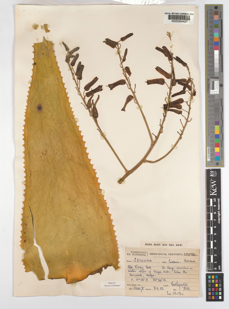 Aloe rivae photo 5