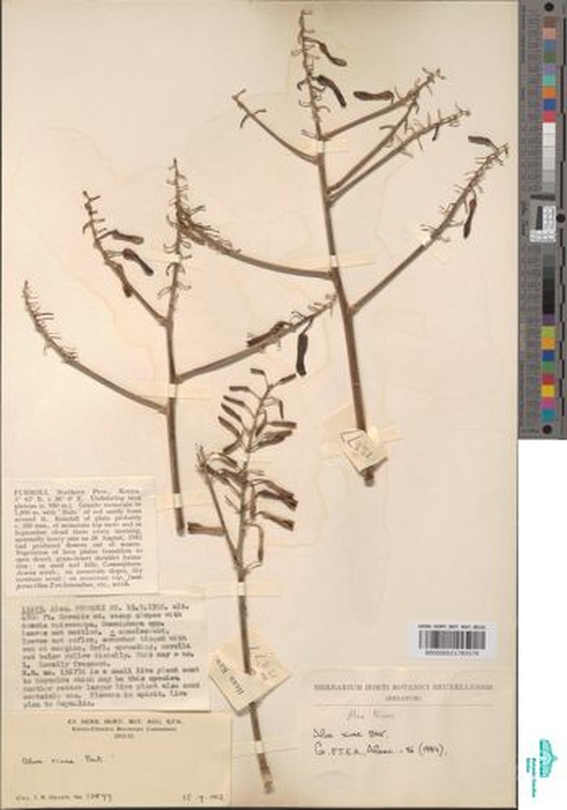 Aloe rivae photo 6