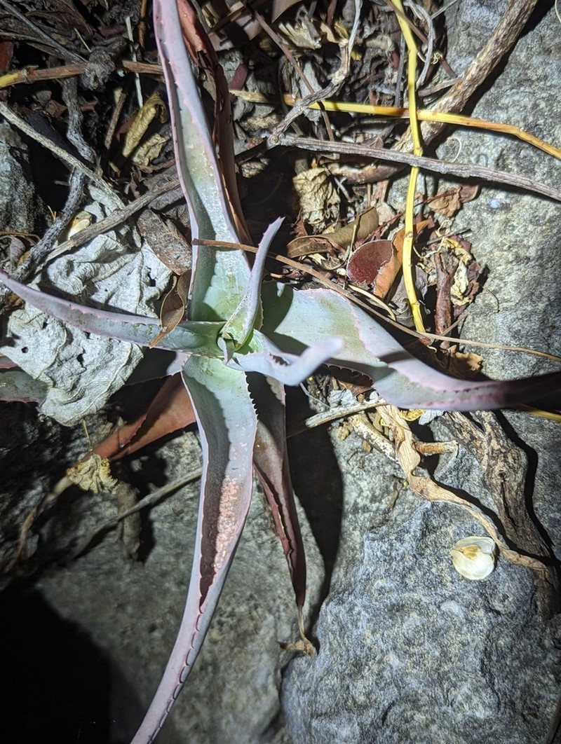 Aloe roeoeslii