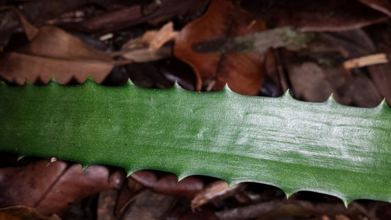 Aloe rosea photo 2