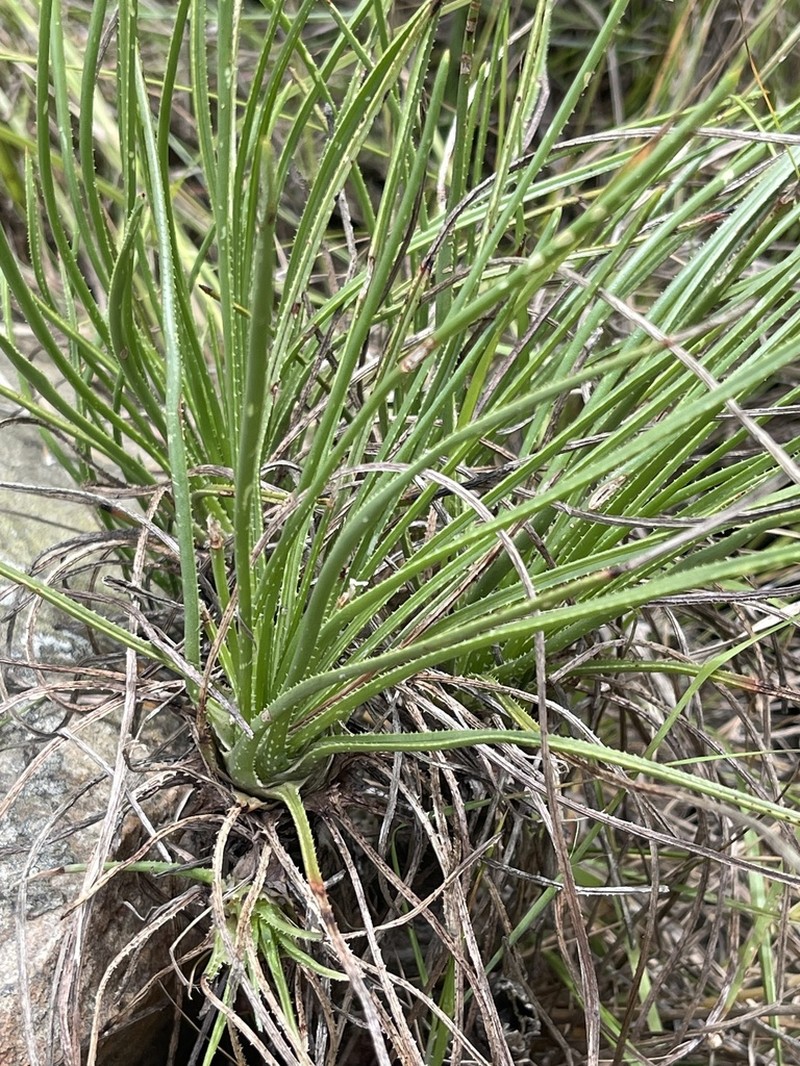 Aloe rouxii photo 5
